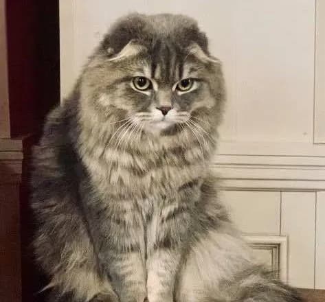 Зеленська показала свого "нерадого" кота