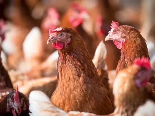 МХП Косюка увеличил производство курятины