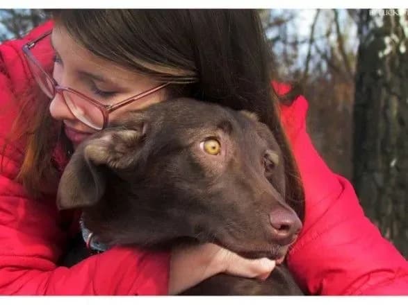 Від Кличка вимагають виконання програми захисту безпритульних тварин