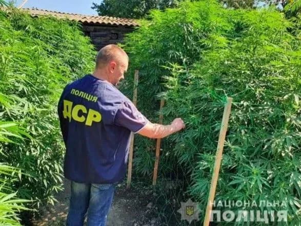 В Херсоне у двух наркодельцов изъяли каннабиса "эталонного сорта" на 2 млн гривен