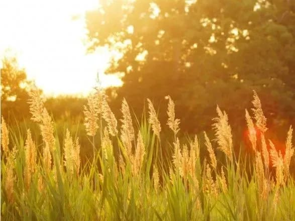 Сухо і до 29° тепла: прогноз погоди на сьогодні