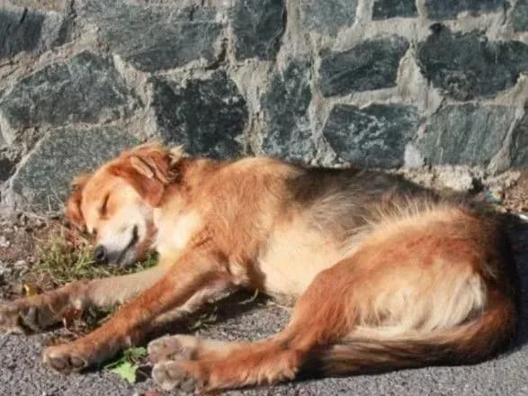 У Вишгороді у дворі багатоповерхівки із рушниці застрелили двох собак