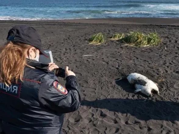Вода на узбережжі Камчатки була отруєна через витік із комерційного танкера - ЗМІ