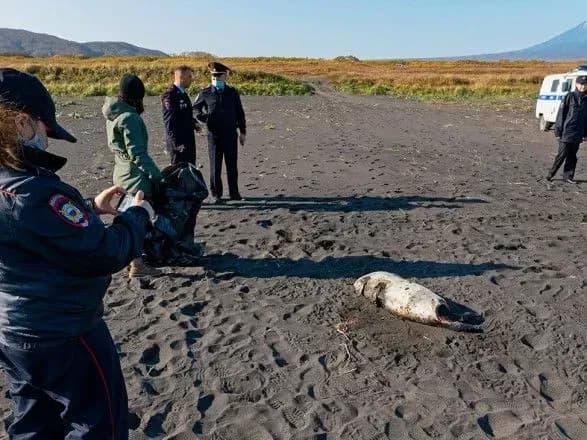 Российские ученые отвергли версию о "вулканической природе" мора животных у на побережье Камчатки