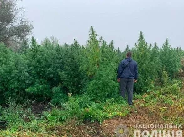 На Херсонщині в мисливських угіддях знайшли плантацію коноплі на 2 млн доларів