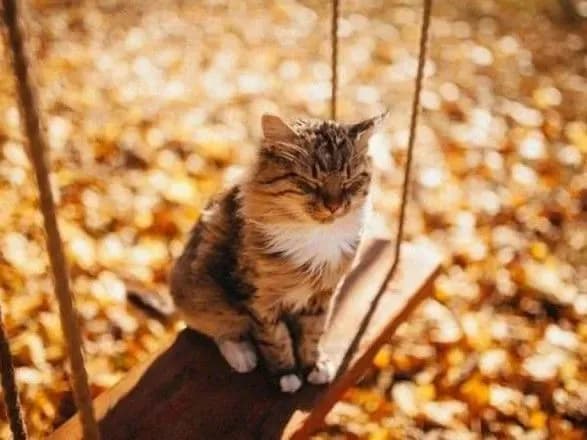 “Бабине літо” ще може завітати до Києва - метеорологи