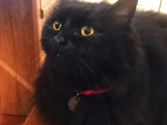 У музеї Булгакова в Києві зникла кішка, яка там живе