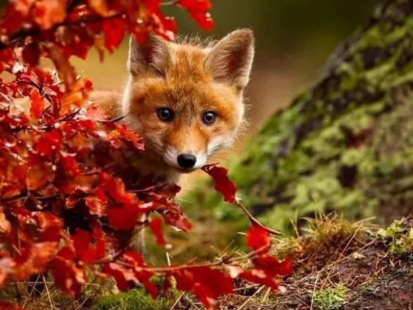 Синоптики дали прогноз погоди на наступні три доби