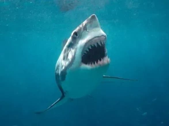 В Єгипті акула напала на родину з України: дитина в реанімації