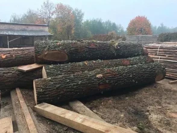 На Закарпатті судитимуть лісників, які завдали багатомільйонні збитки державі