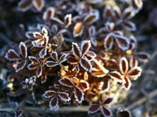 Синоптики прогнозують мороз вночі вже цього тижня