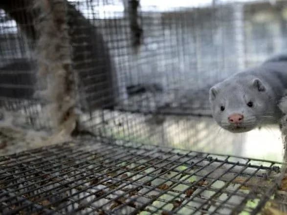 Уряд Данії визнав, що не мав законних підстав вимагати масового знищення норок