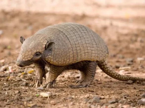 Названо ТОП-6 незвичних тварин, які допомагають виробникам алкоголю