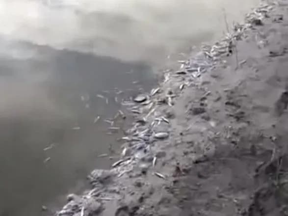 Біля курортної Кирилівки стався масовий мор риби