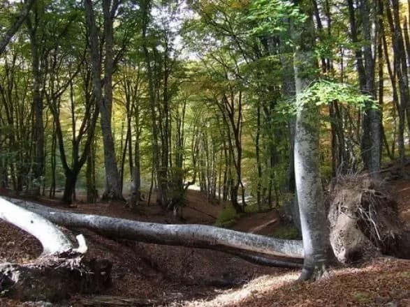 Україна визначилася з делегацією на конференцію щодо захисту Карпат