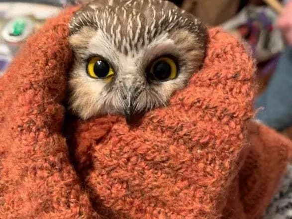 В США в посылке с рождественской елкой Рокфеллер-центра нашли совенка