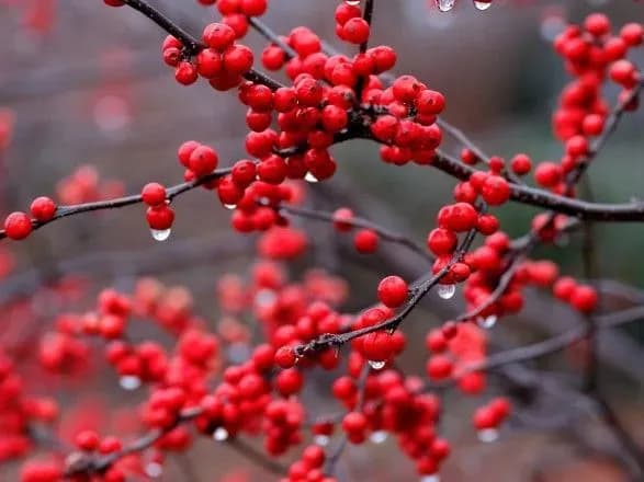 Тумани і до 12° тепла: прогноз погоди на сьогодні