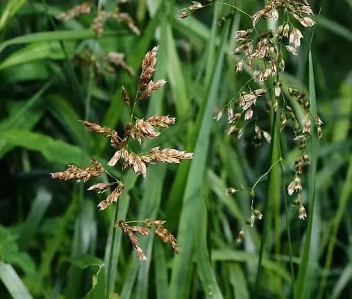 Ароматні або корисні: експерт розкрила секрет вибору трав для алкоголю