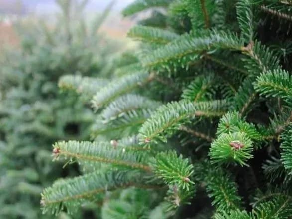 Свято наближається: у Києві з наступного тижня запрацюють близько 180 ялинкових ярмарків