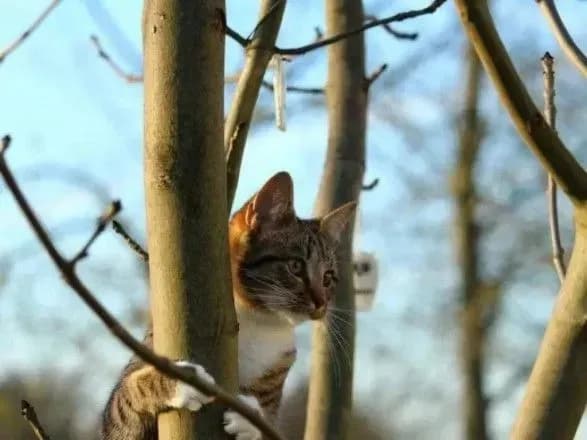 Завтра в Україні потеплішає - синоптики