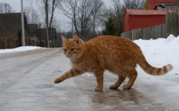 Гололедица продержится до середины недели - синоптики