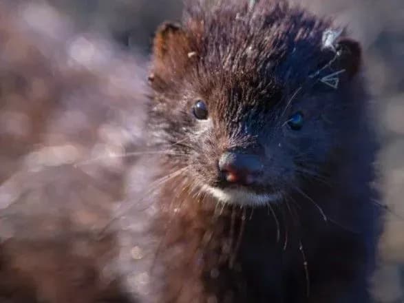 У США вперше виявили коронавірус у дикої норки