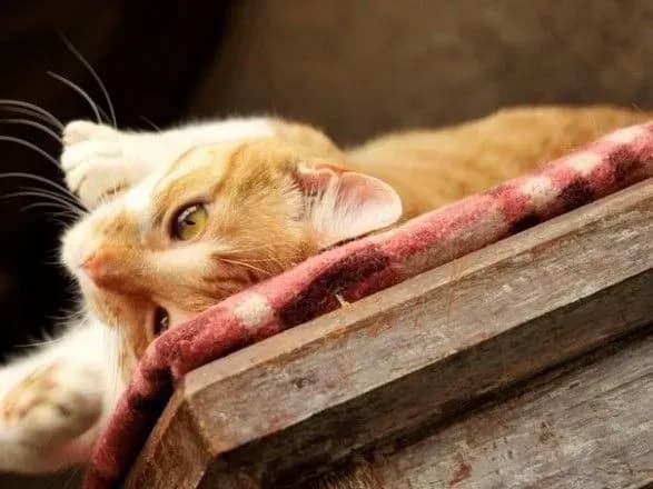 Від 5° морозу до 5° тепла: прогноз погоди на сьогодні