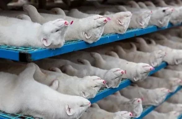 У Данії ексгумують і спалять останки мільйонів норок з коронавірусом