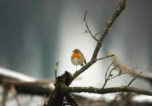 Синоптики дали прогноз на січень