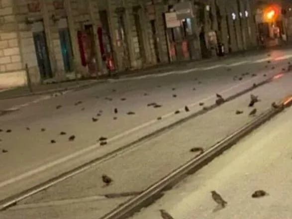 В Італії через новорічні феєрверки загинули сотні птахів