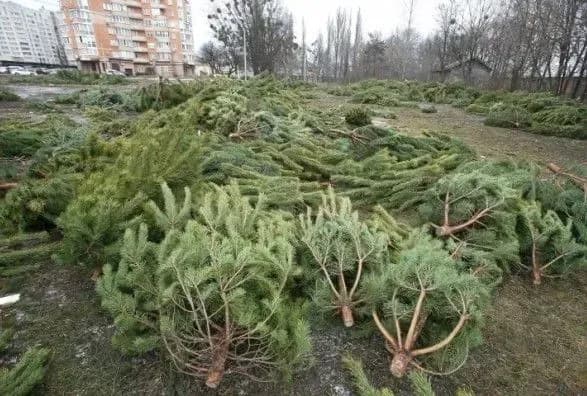 Киевлян призывают сдавать елки на переработку: в столице открыто 15 пунктов сбора