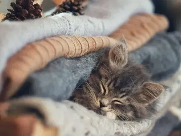 От 3° тепла до 26° мороза: прогноз погоды на сегодня