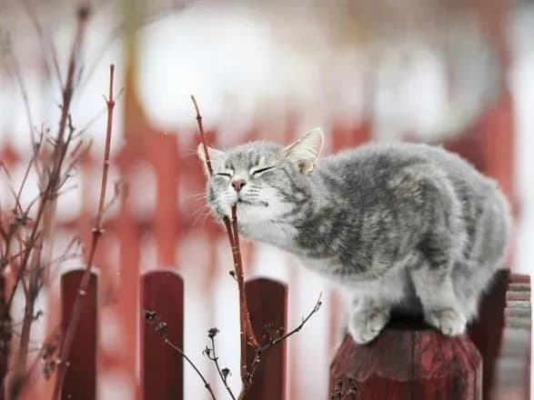 Теплий лютий: метеорологи дали прогноз на місяць