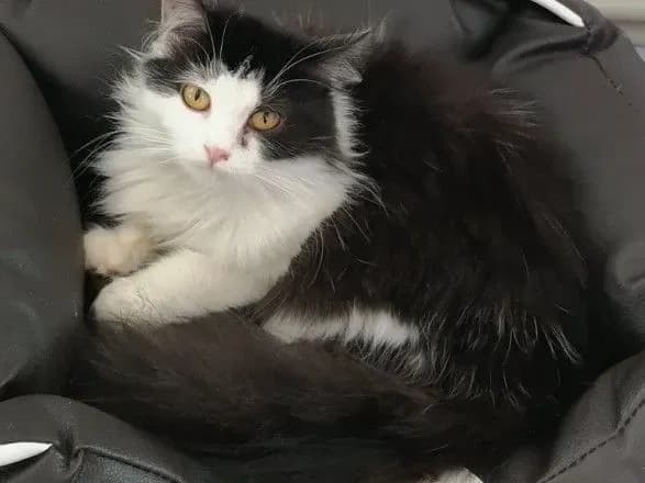 Коти також заслуговують на свято: 17 лютого у Європі відзначають День кота