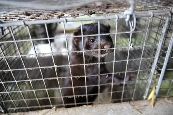 В ЄС виявили коронавірус на 400 норкових фермах в восьми країнах