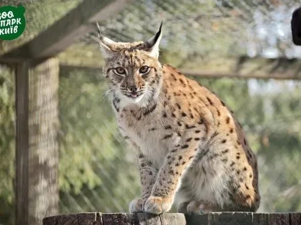 Подих весни: у зоопарку показали, як рись, павич та лебідь гріються на сонці