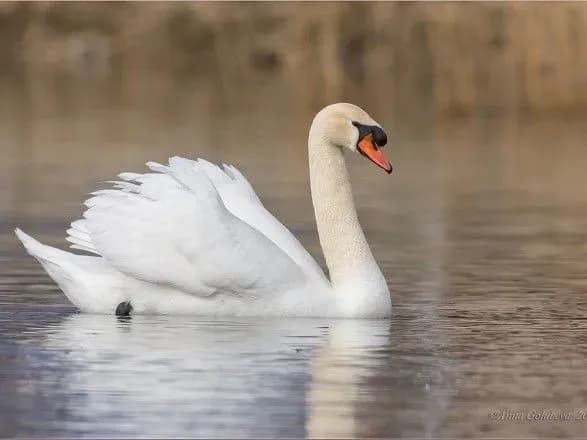 Загибель 20 лебедів на Херсонщині: причиною став пташиний грип