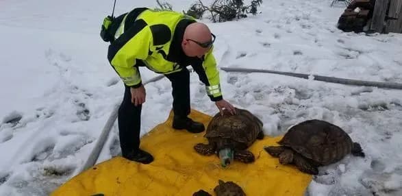 Крихітні кисневі маски для черепах: як під час пожежі у США рятували рептилій