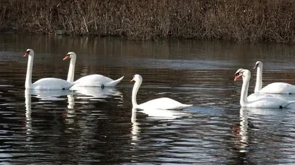 Отрута проти гризунів: фахівці назвали причину загибелі птахів в Асканії-Новій