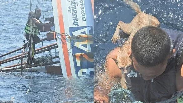 Моряки Таїланду провели операцію з порятунку котів з палаючого корабля