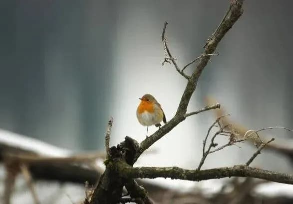 Синоптики дали прогноз на наступний робочий тиждень: де очікувати снігу і дощів