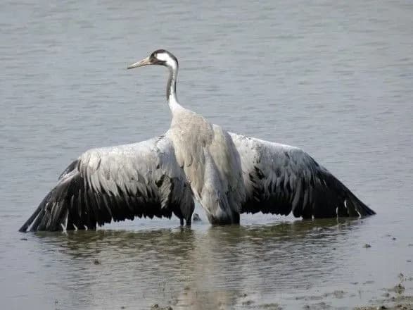 Погрози та цензура: як у Магалецької відреагували на масову загибель журавлів в заповіднику