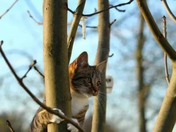 Синоптики дали прогноз погоди в Україні на вихідні: температура піде вверх