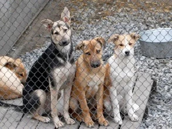 4 квітня: Сьогодні Всесвітній день бродячих тварин, моркви та вітаміну С