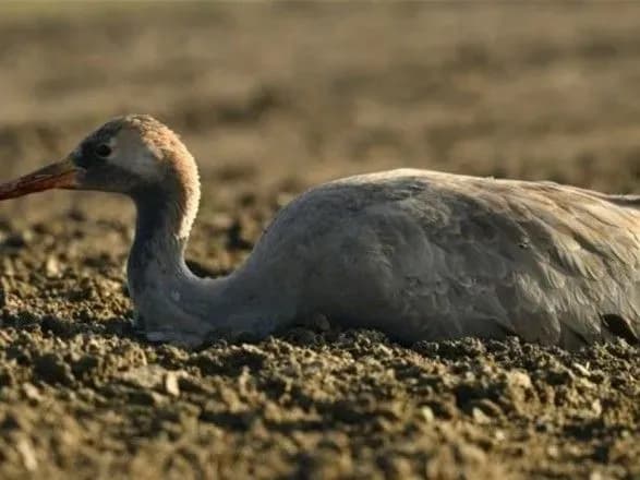 Екоцид журавлів на Херсонщині: ДПСС рекомендує далі травити гризунів