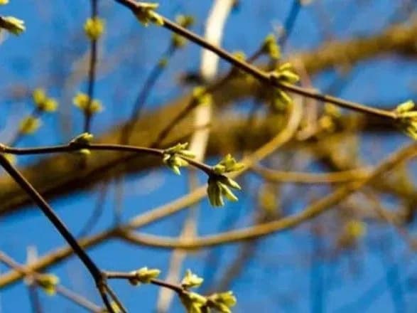 Від заморозків до 17° тепла: прогноз погоди на сьогодні