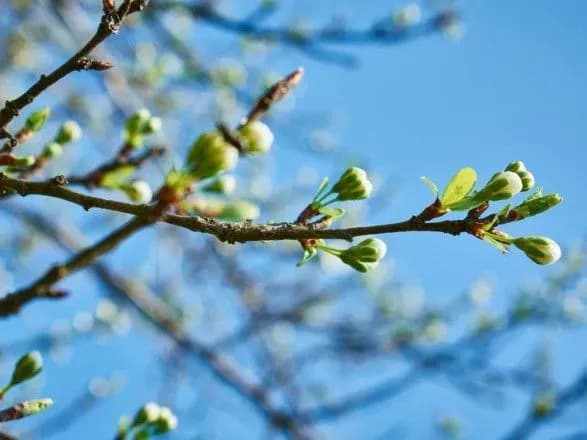 Від заморозків до 18° тепла: прогноз погоди на сьогодні