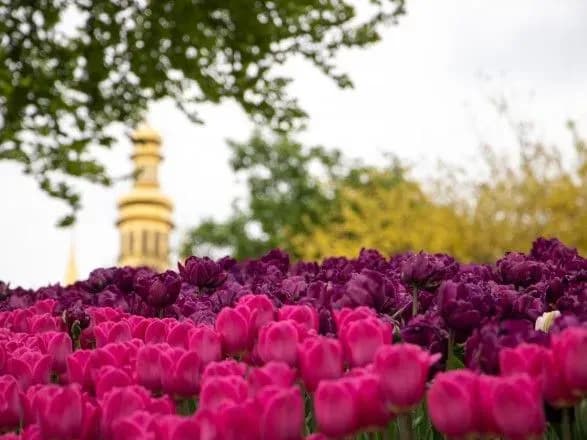 Над композицією працювало понад 15 дизайнерів: на Співочому відкрили виставку з понад 700 тисяч тюльпанів
