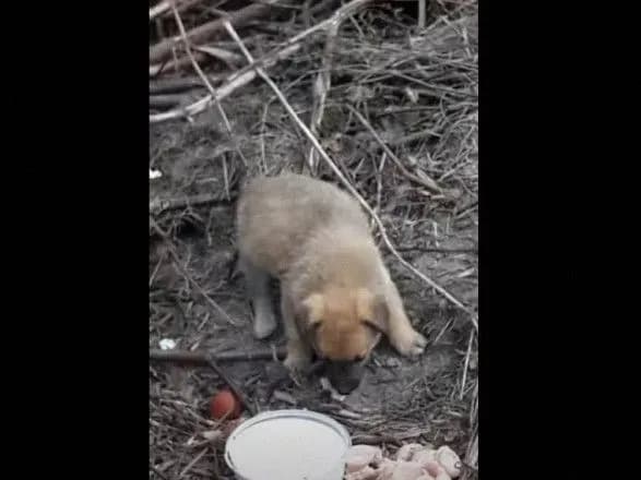 На Рівненщині на цвинтарі знайшли зграю цуценят