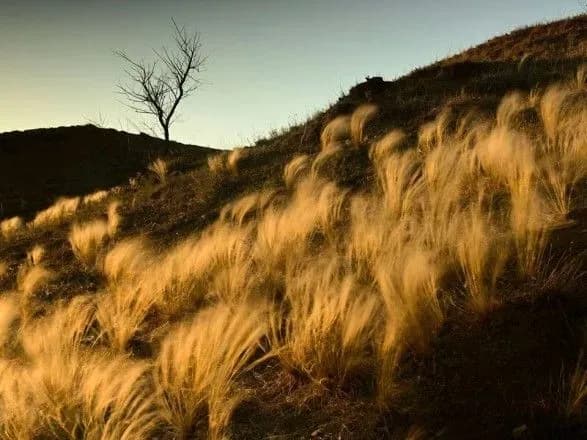 Підсвічене "пір'ячко": як квітне символ українського степу